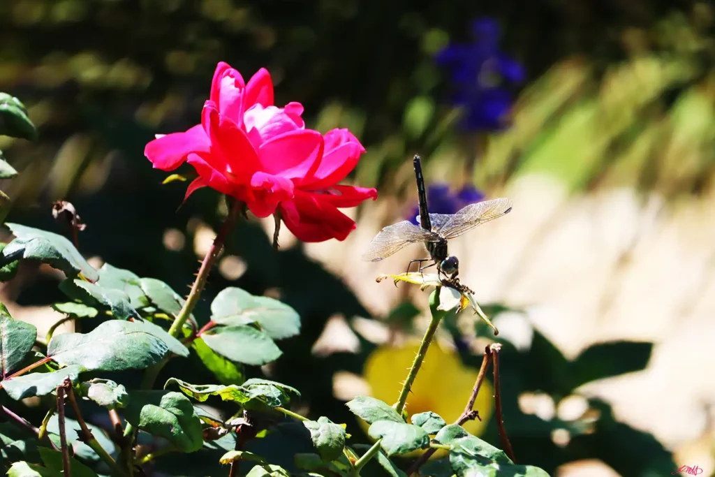Rose and Dragonfly ©