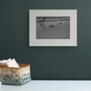 gulls standing ii new