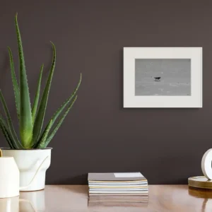 ruddy turnstone ii new