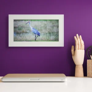 sandhill crane trianagle new